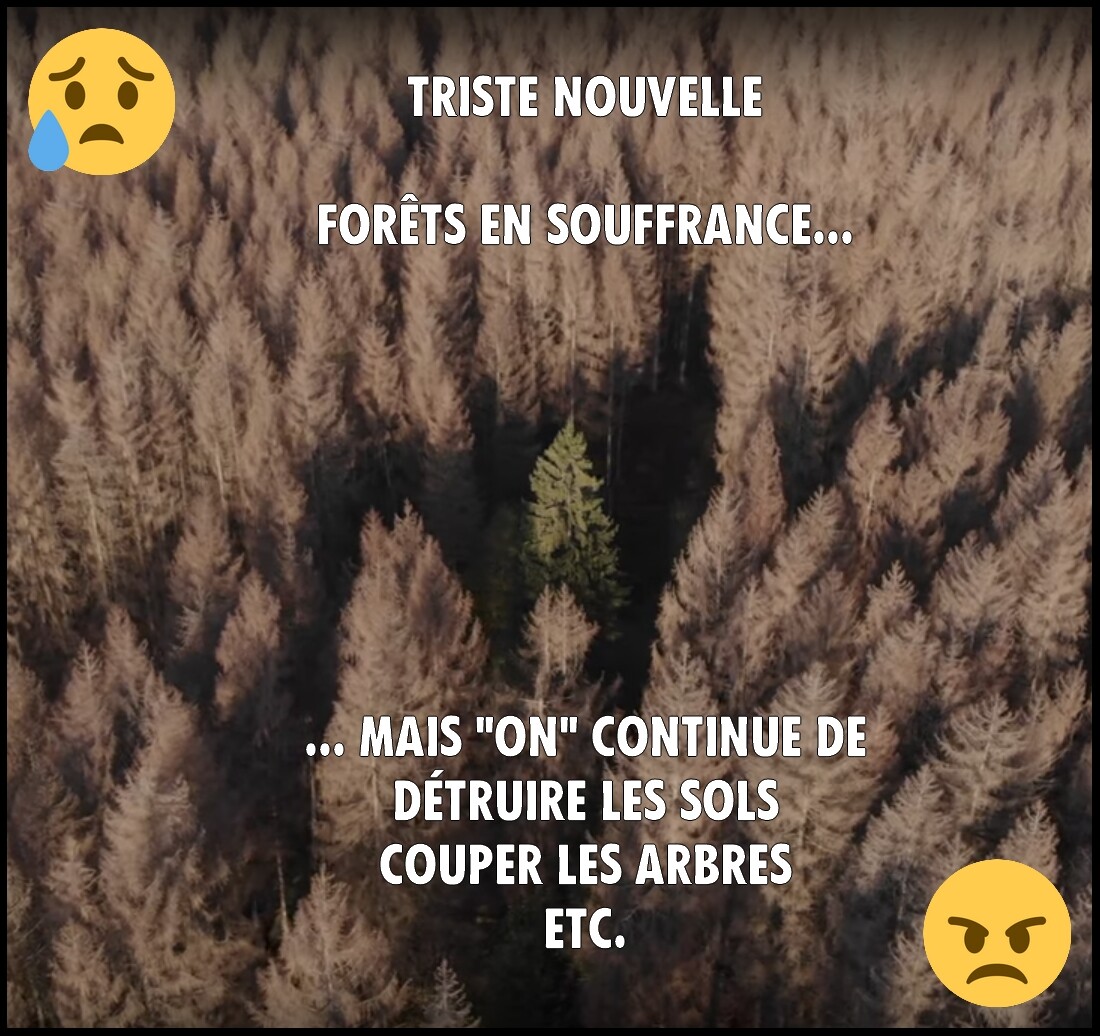 L'état inquiétant de nos forêts L'état inquiétant de nos forêts